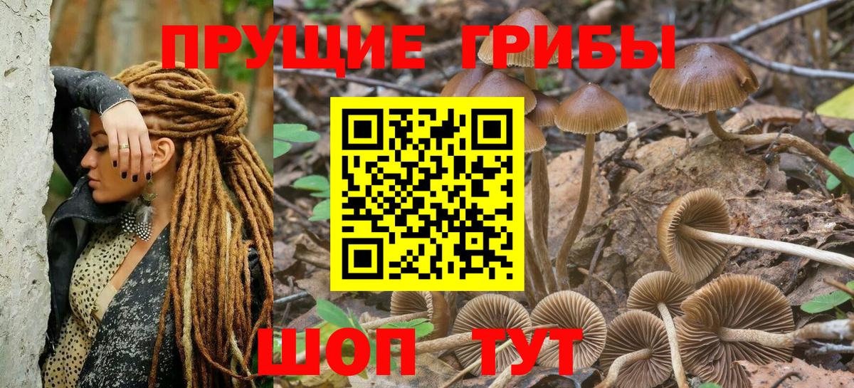 Псилоцибиновые грибы Psilocybe Изобильный